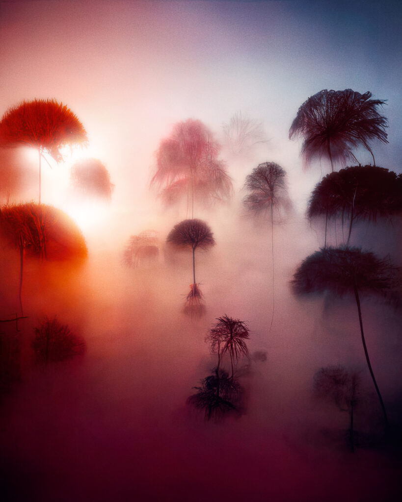 Image gu00e9nu00e9ru00e9e par IA figurant une clairiu00e8re brumeuse peuplu00e9e de silhouettes d'arbres tropicaux, dans une lumiu00e8re rosu00e9e et orangu00e9e.