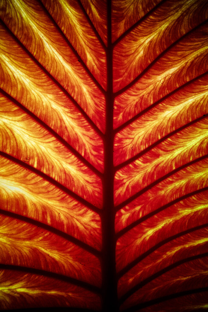 Macro infrarouge sur les nervures d'une feuille, du00e9gradu00e9 de rouge et de jaune traversu00e9 par la lumiu00e8re.