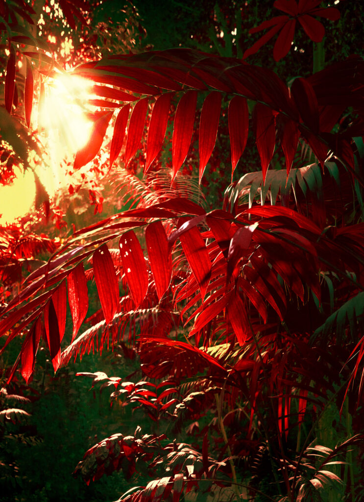 Photographie infrarouge d'un rayon de soleil peru00e7ant u00e0 travers des palmes rouges denses.